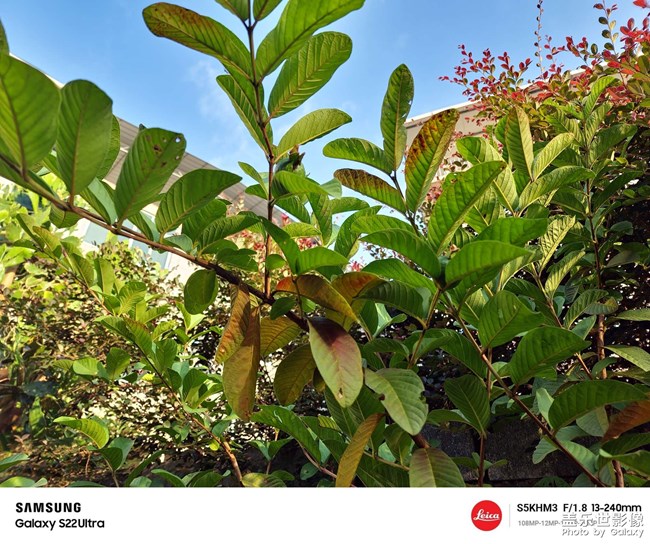 農(nóng)家小水果待成長