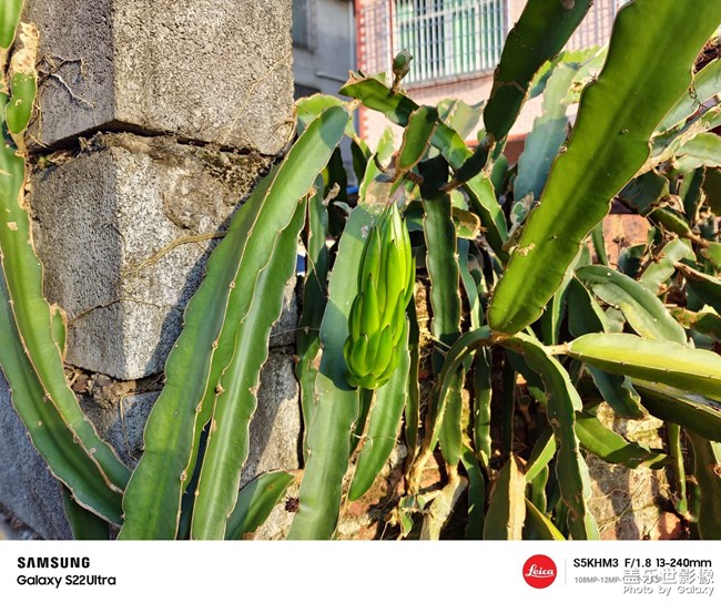 農(nóng)家小水果待成長