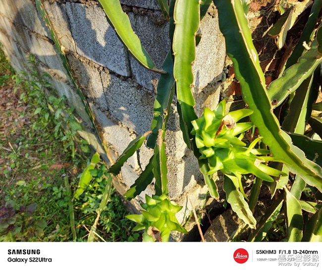 農(nóng)家小水果待成長