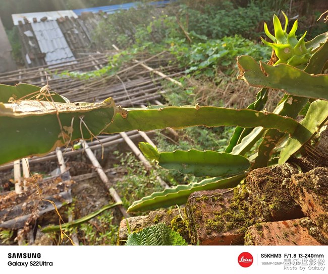 農(nóng)家小水果待成長