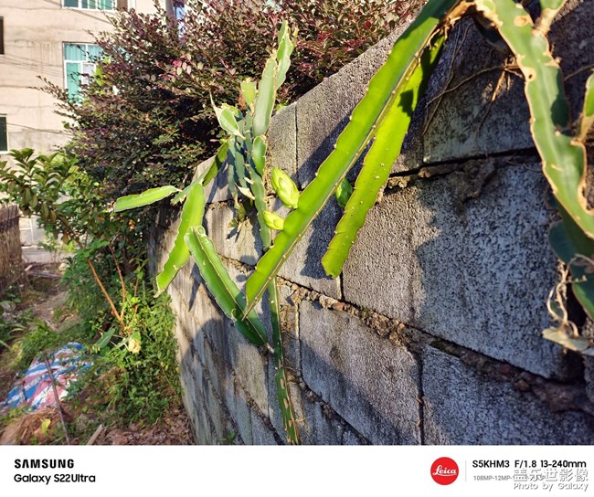 農(nóng)家小水果待成長