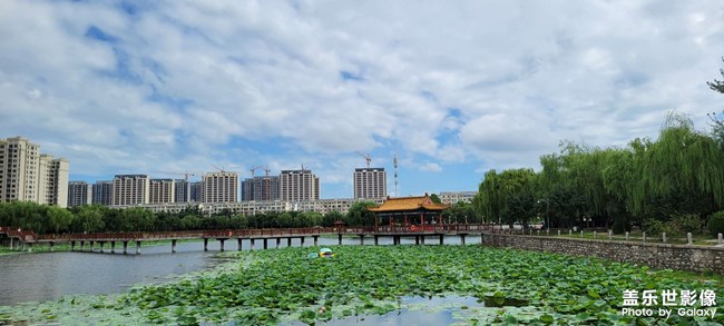 今年的荷花開(kāi)的格外的少