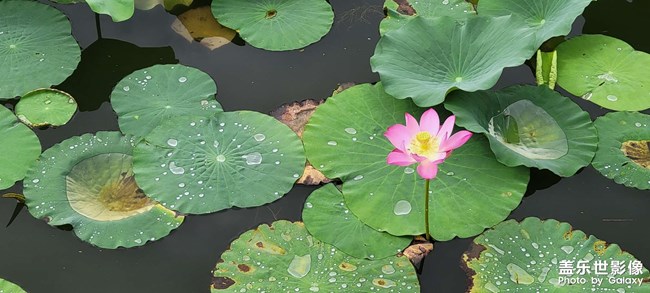 今年的荷花開(kāi)的格外的少