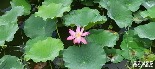 今年的荷花開(kāi)的格外的少