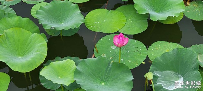 今年的荷花開(kāi)的格外的少