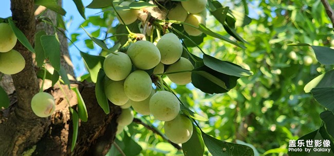 碩果！ 銀杏樹