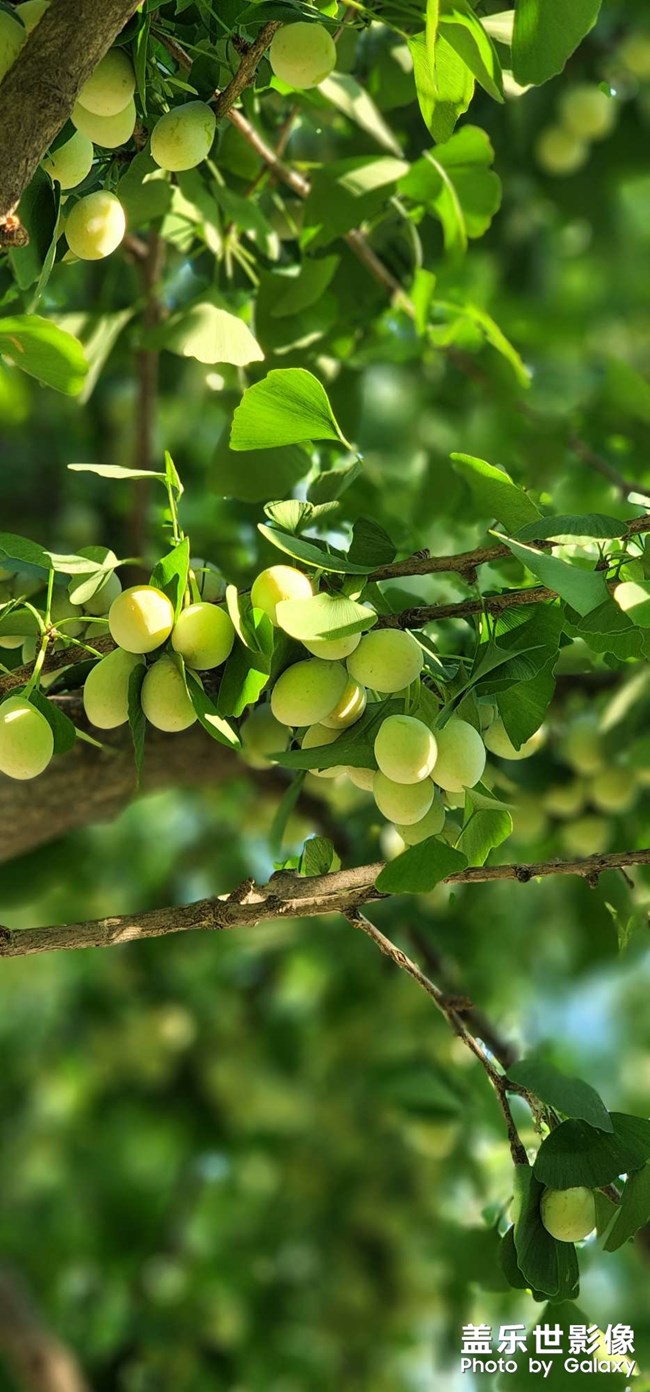 碩果！ 銀杏樹