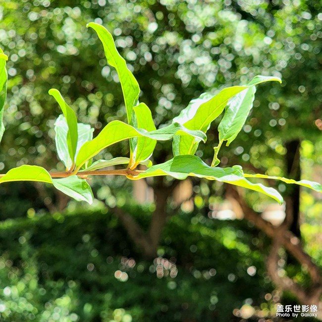 小院子的石榴樹