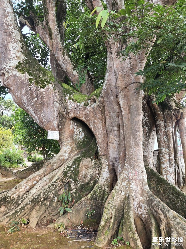 好大的一顆樹，綠色的祝福。
