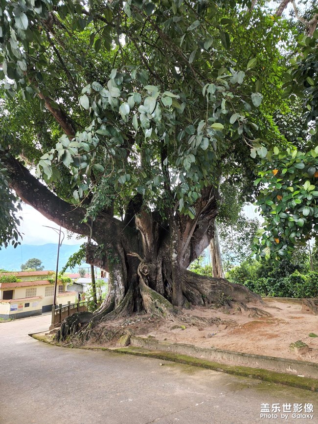 好大的一顆樹，綠色的祝福。