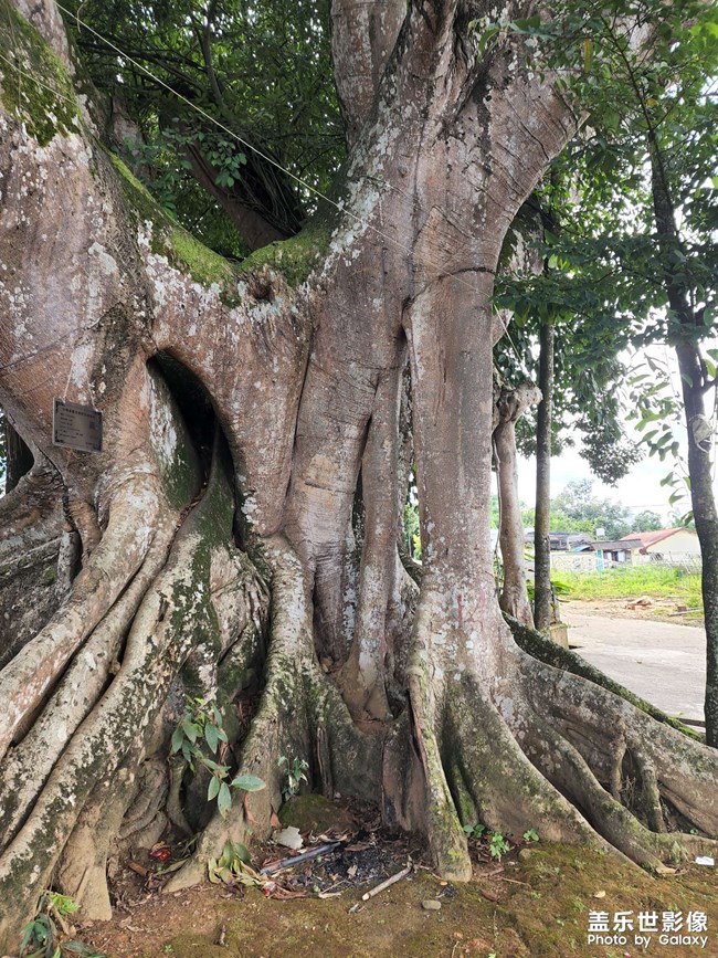 好大的一顆樹，綠色的祝福。