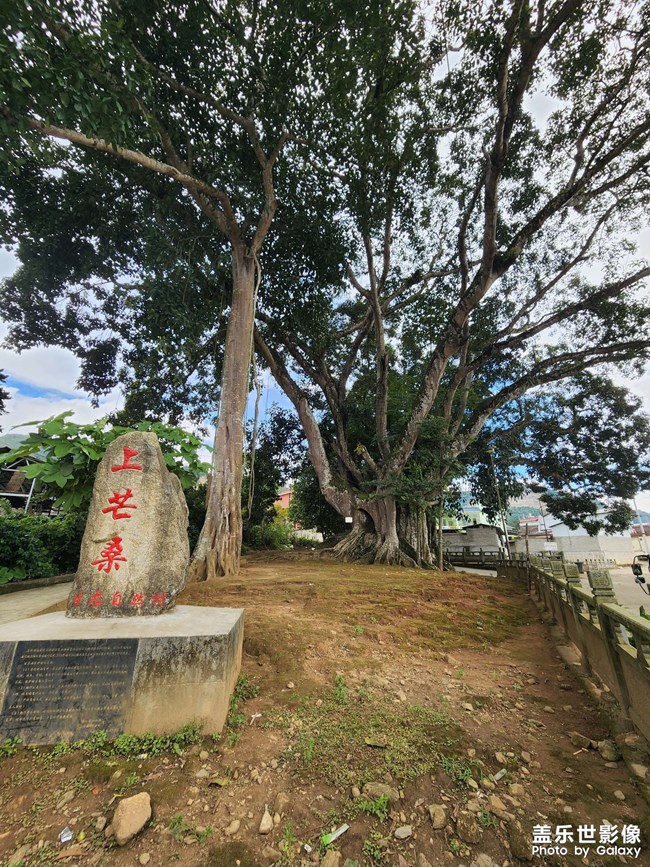 好大的一顆樹，綠色的祝福。