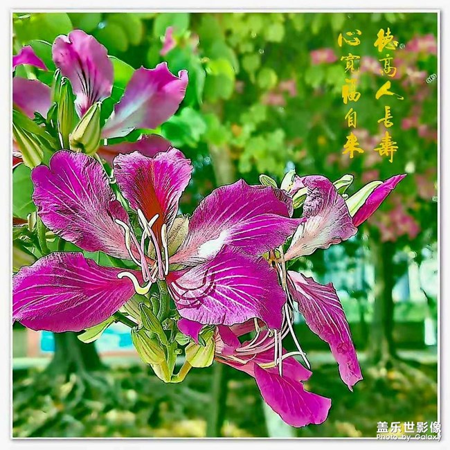 花開富貴與花都之夜