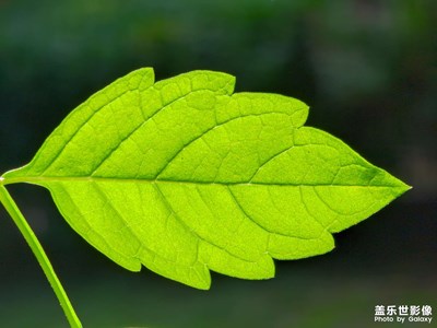 秋風涼，葉未黃