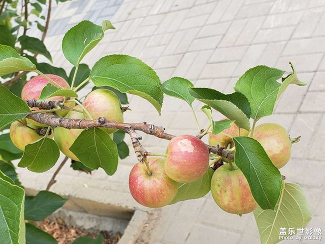小樹林的果子