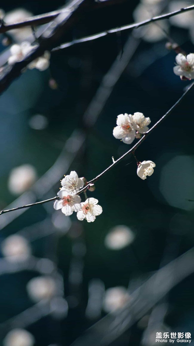 每日分享
