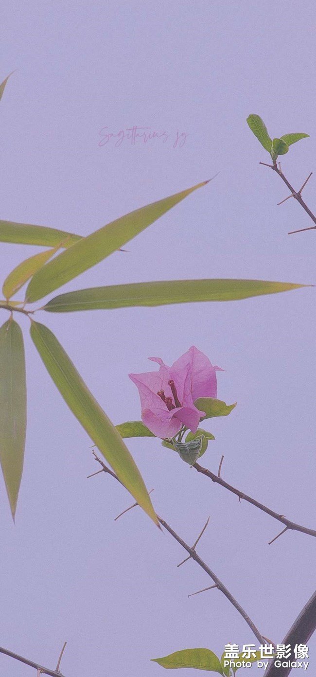 重慶終于降溫 可以外出盡情拍照