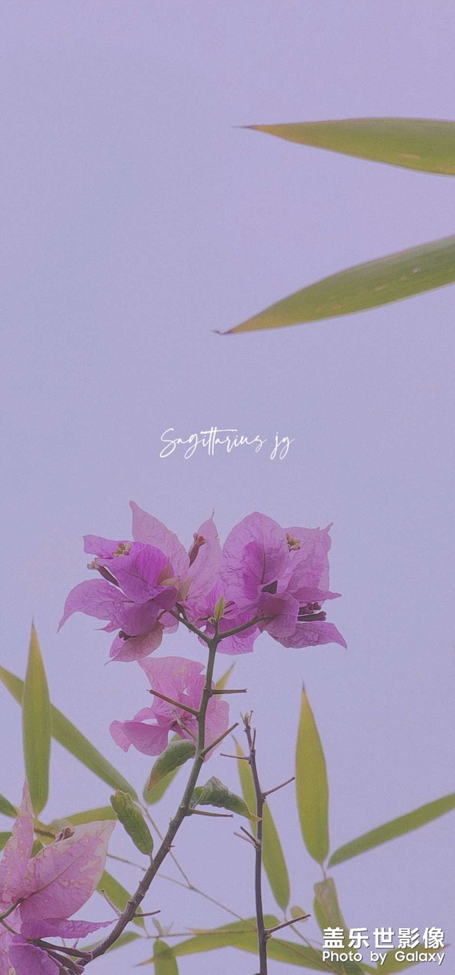 重慶終于降溫 可以外出盡情拍照