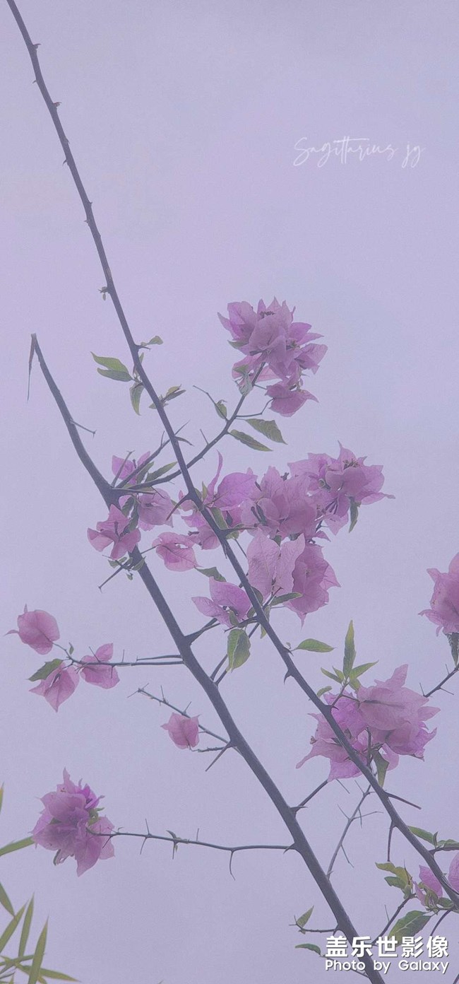 重慶終于降溫 可以外出盡情拍照