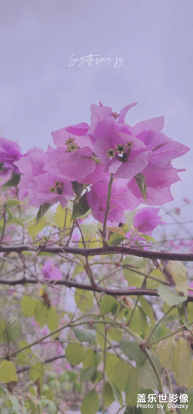 重慶終于降溫 可以外出盡情拍照