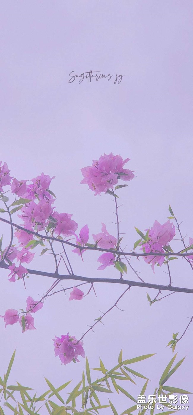 重慶終于降溫 可以外出盡情拍照