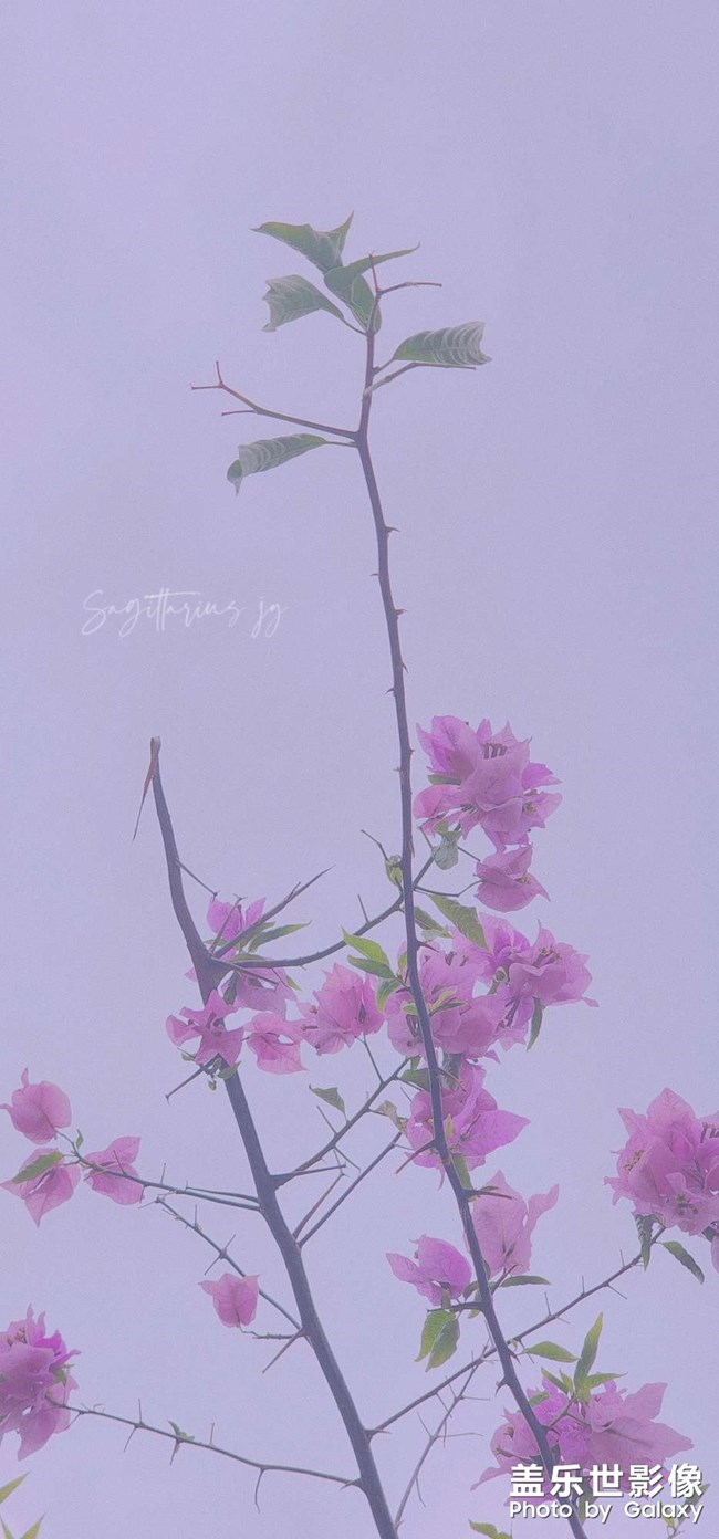 重慶終于降溫 可以外出盡情拍照