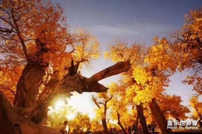 秋風(fēng)。。。