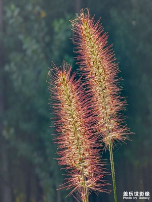 【秋日麗影】郊外隨拍