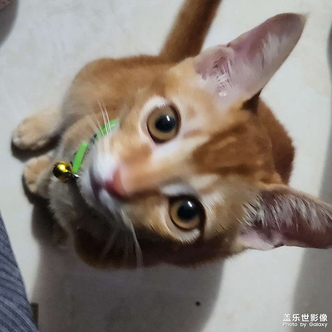 貓