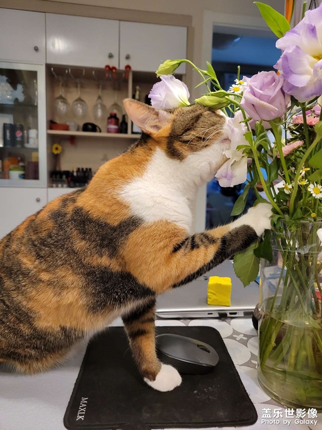 幸幸，之，三花與花(二)