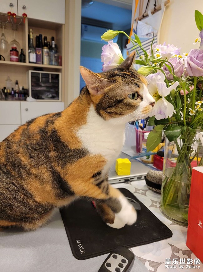 幸幸，之，三花與花(二)