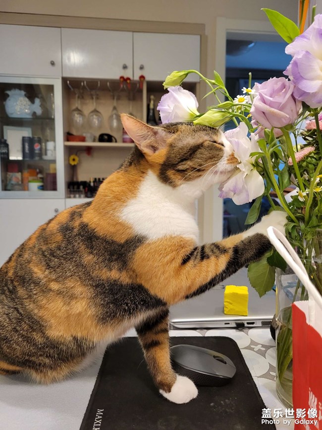 幸幸，之，三花與花(二)