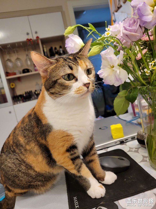 幸幸，之，三花與花(二)