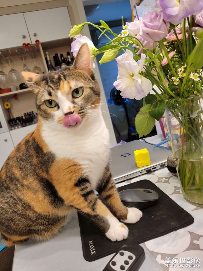 幸幸，之，三花與花(二)