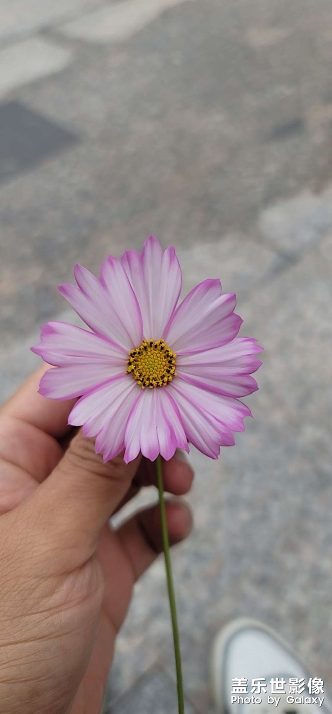 這個叫格?；ㄟ€是秋英？