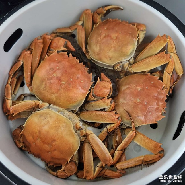 陽澄湖大閘蟹