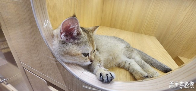 貓