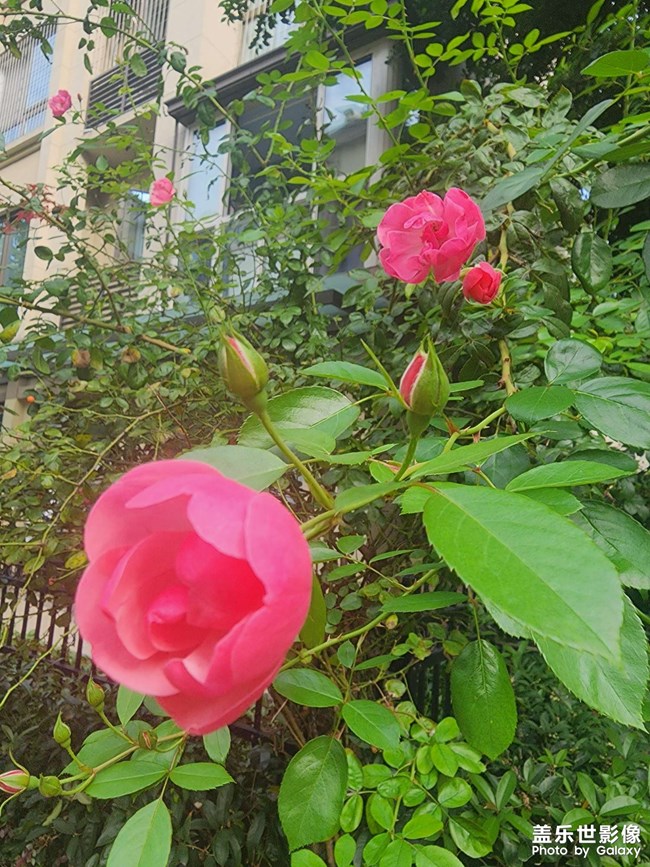 慵懶風(fēng)