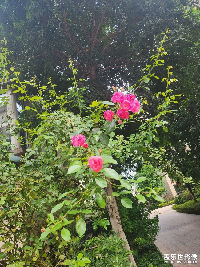 慵懶風(fēng)