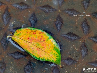 【我的小長假】落葉