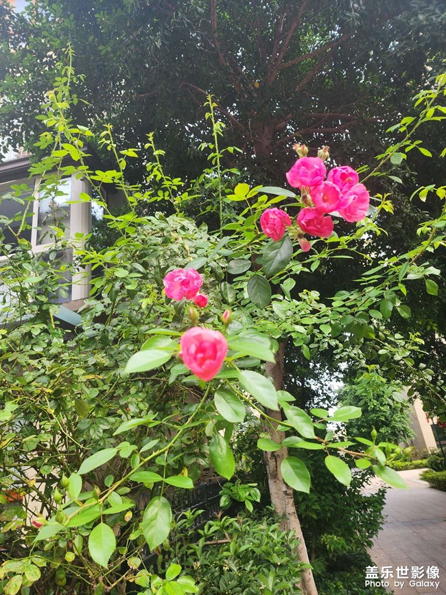 慵懶風(fēng)
