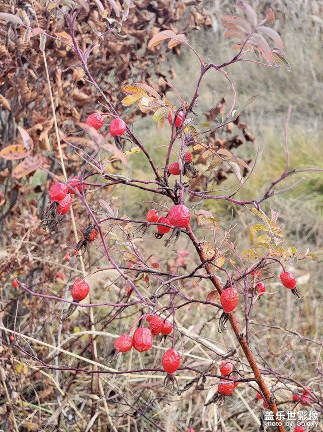 天然野生的刺毛果