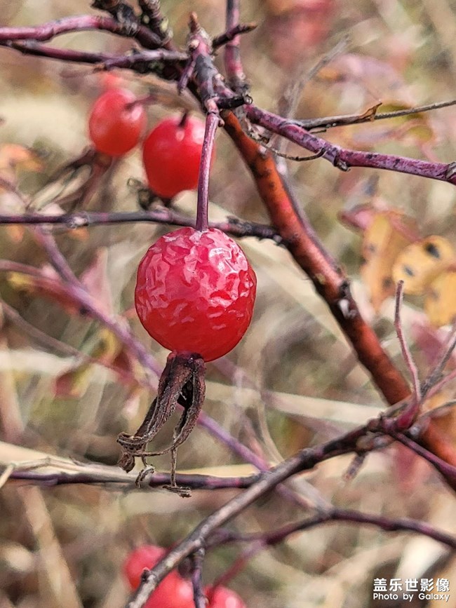 天然野生的刺毛果