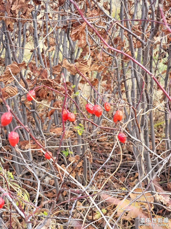 天然野生的刺毛果