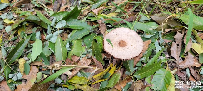 山里的蘑菇