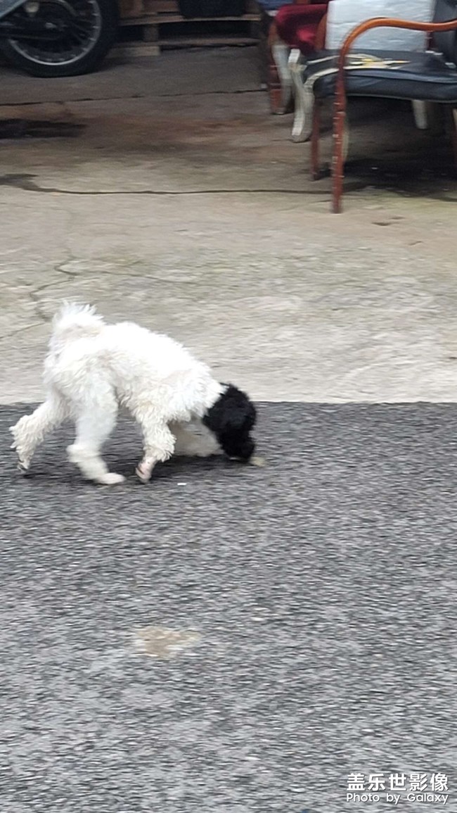 黑頭白身狗，看起來搞笑啊