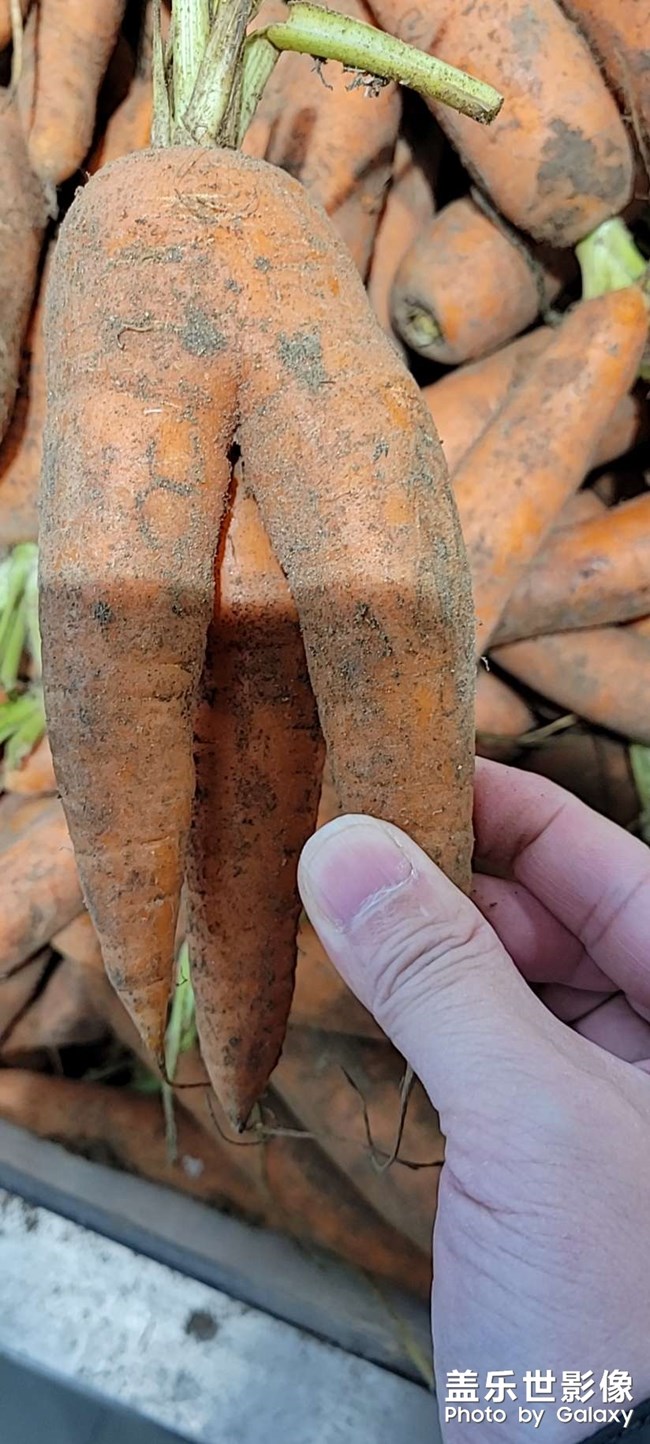 奇怪的胡蘿卜