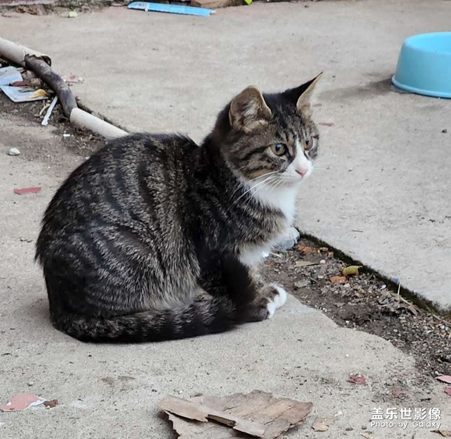 我們學(xué)校的貓貓??