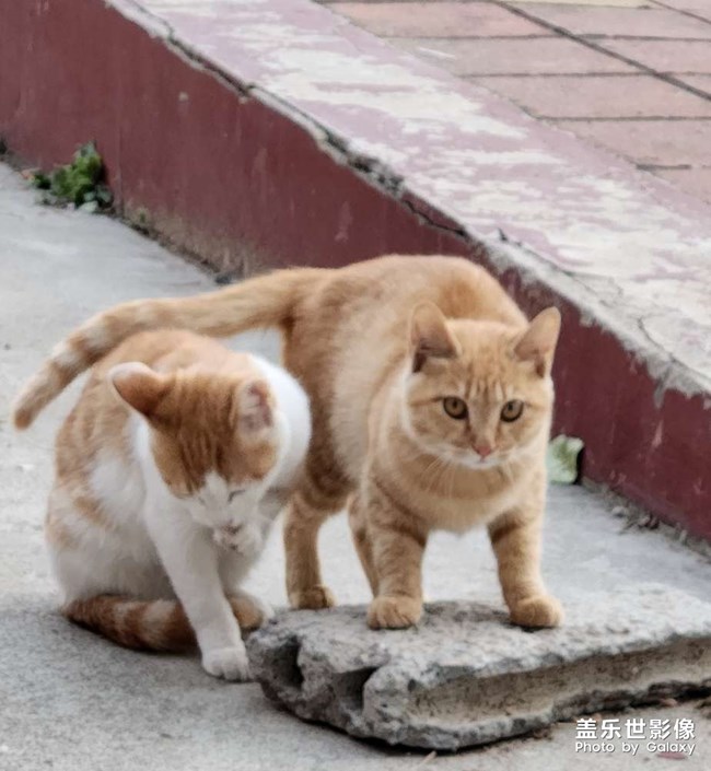 我們學(xué)校的貓貓??