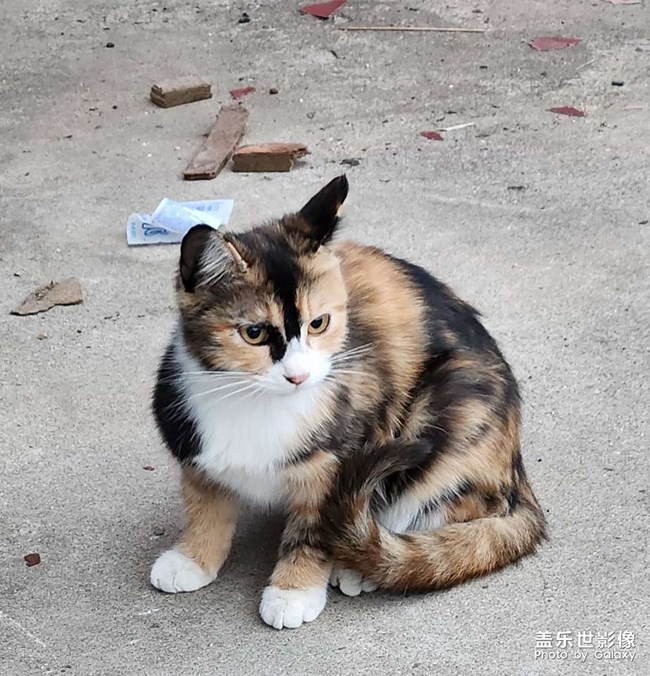 我們學(xué)校的貓貓??